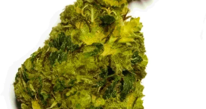 In this blog we will explain: what is infused flower, why do we infuse hemp flower, what are the effects of infused flower, how we infuse hemp flower, which cannabinoids we use for infusion, benefits of infused flower.