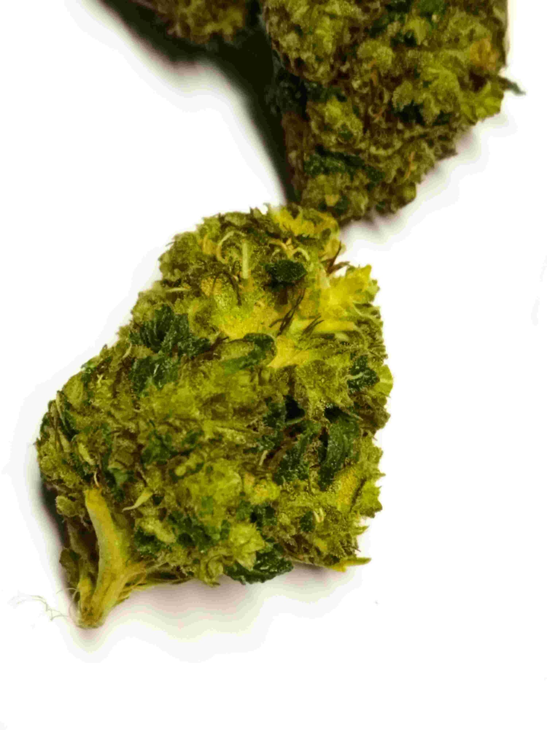 In this blog we will explain: what is infused flower, why do we infuse hemp flower, what are the effects of infused flower, how we infuse hemp flower, which cannabinoids we use for infusion, benefits of infused flower.