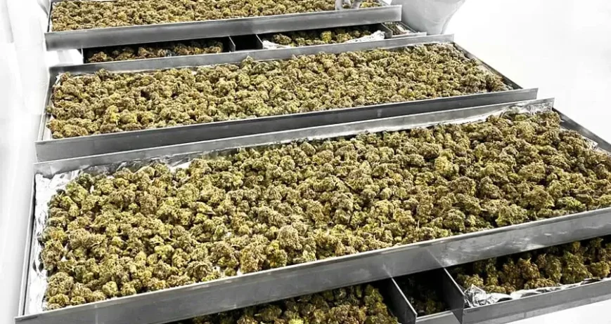 freeze dried cannabis flower buds on a tray