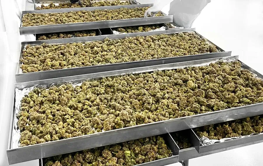 freeze dried cannabis flower buds on a tray